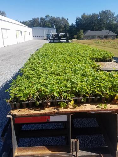 22528427_1472146829500507_2722273639208958262_n