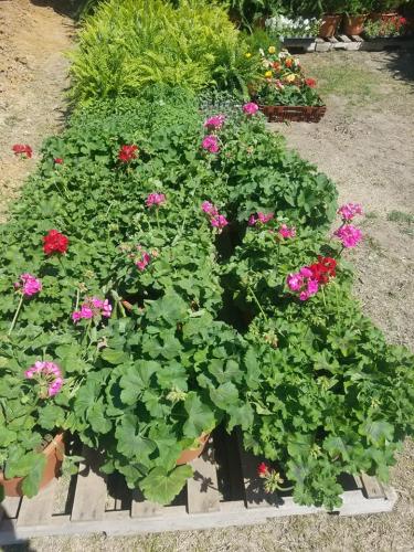 30443122_1642542689127586_1021118149522620416_n