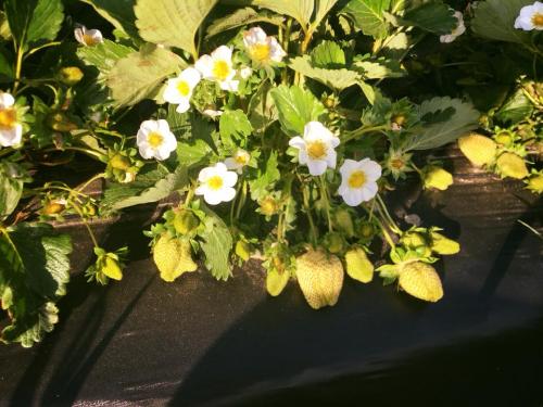 30688585_1646873275361194_7253636727091232768_n