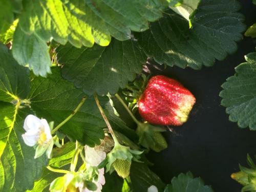 30698297_1646873108694544_4527836922390773760_n