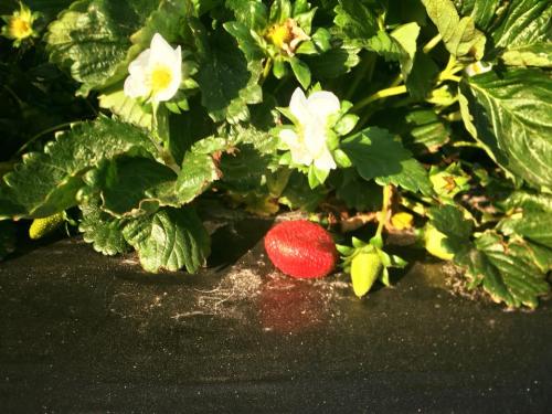 30704571_1646872992027889_3287588042482647040_n