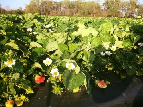 30713085_1646873192027869_1244156389614419968_n