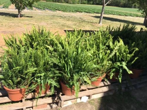 31045336_1655118671203321_775839911642136576_n