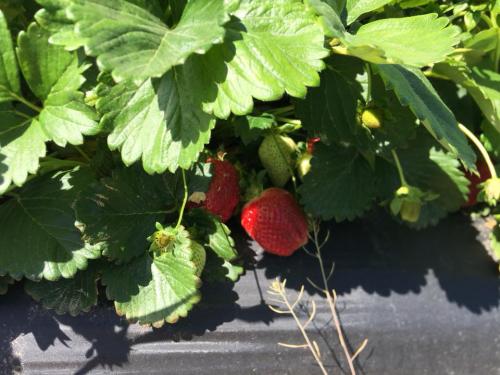 31046759_1655118677869987_4524994577458790400_n