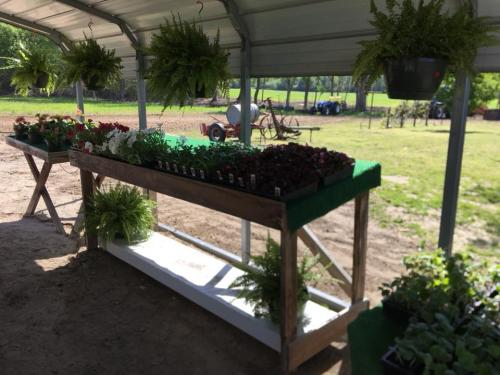 31091877_1655119101203278_4780144896453378048_n