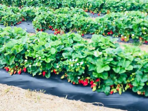 31301807_1660502073998314_8727781331141918720_n