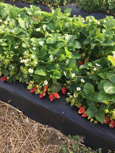 31301993_1659178027464052_2342835231821660160_n