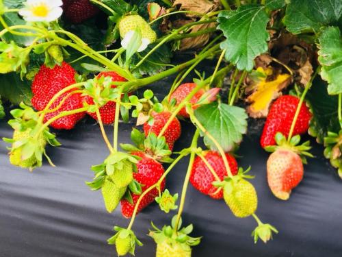 31349660_1660502090664979_4742361038358315008_n