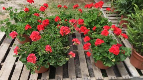 31956088_1669622896419565_1914635900172632064_n