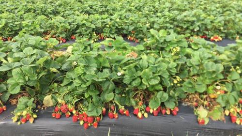 32941450_1682682991780222_5810626680271667200_n