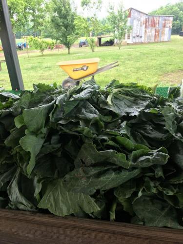 33207365_1687224294659425_5968554586250674176_n