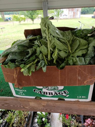 33517750_1690210634360791_4735401224243773440_n