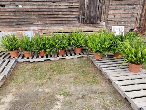 33585461_1690210461027475_4794497942717202432_n