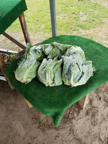 33621386_1690210687694119_5375943253675737088_n