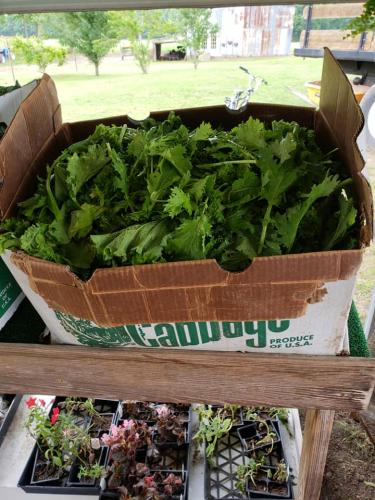 33750356_1690210661027455_7533348422158385152_n