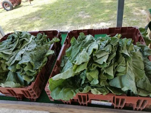 35360100_1712255505489637_2729425775005532160_n