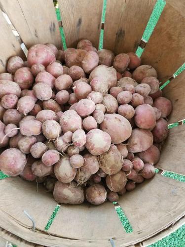 35479210_1712255448822976_2467592078876475392_n