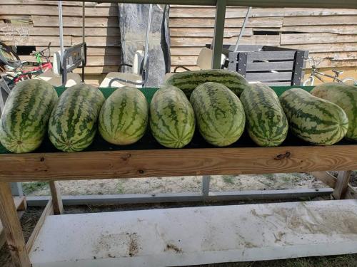 36658012_1741033675945153_8455353415277477888_n