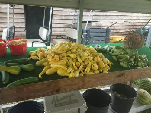 38036515_1789408341107686_1163380484412014592_n