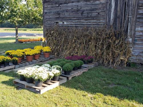 42282256_1863240943724425_6617536694570713088_n