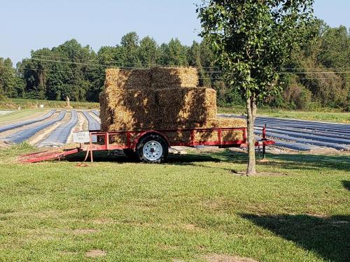 42285086_1863240827057770_5677579811896164352_n