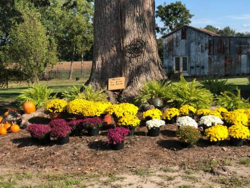 42778464_1872322309482955_3917181328398745600_n