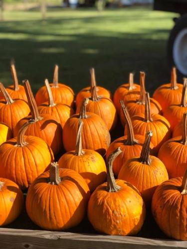 42800781_1872322139482972_7316827030434086912_n