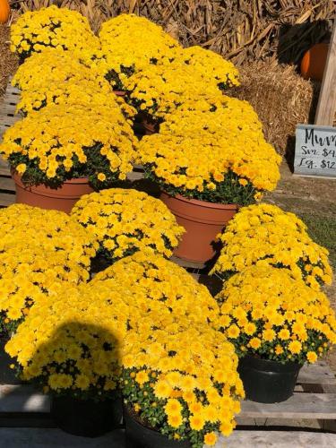 42806458_1872322269482959_6795754494207459328_n