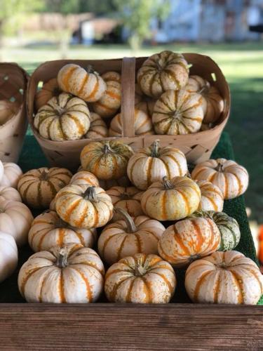 42881032_1872322069482979_1966929463463641088_n