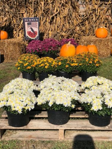 42886015_1872322212816298_5713140436005027840_n