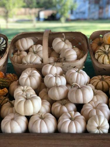 42958248_1872330142815505_3756590645775433728_n