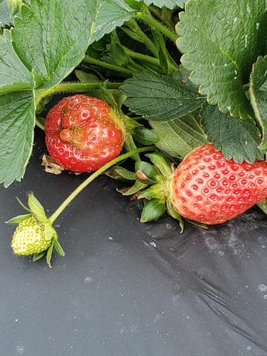 53835456_2098118690236648_4658080126309761024_n