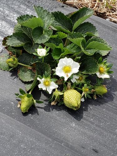 54217281_2098118583569992_8243968422187106304_n