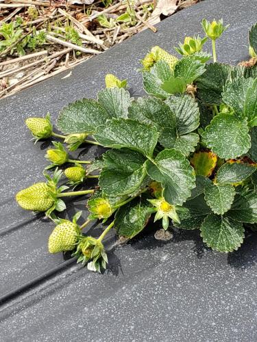 54268236_2098118636903320_1056972021113552896_n